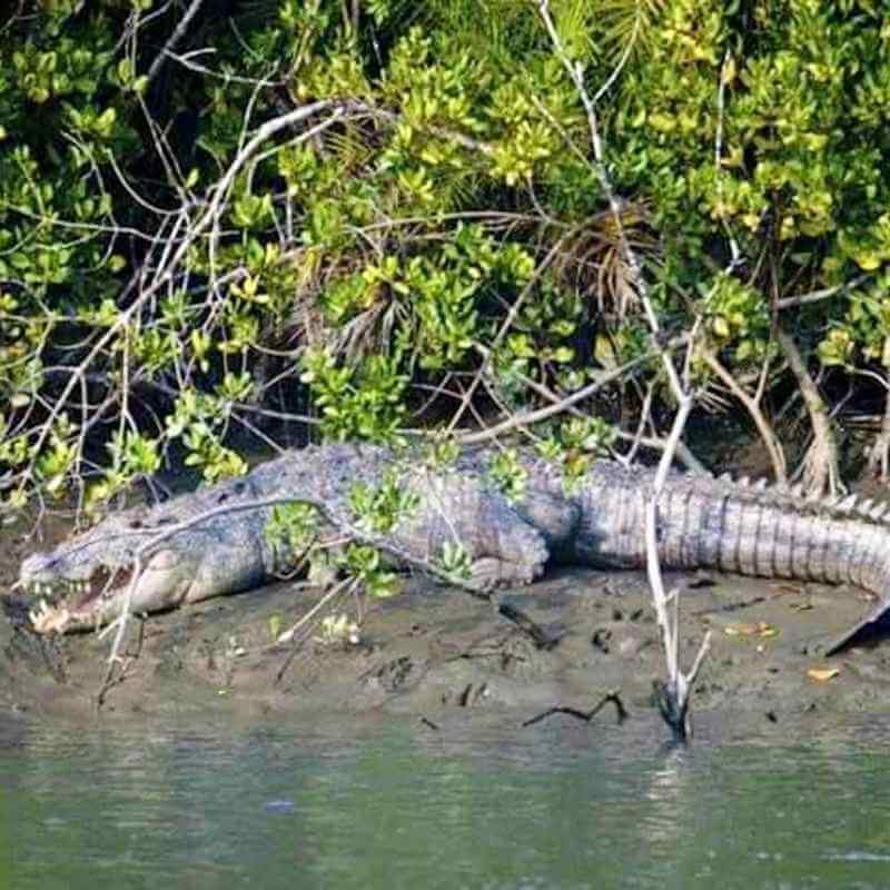 Cumbarjua Canal Crocodile Safari